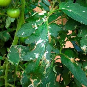 Enlevez régulièrement les feuilles de tomates attaquées par la mineuse.