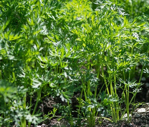 L'odeur de la carotte éloigne également les papillons de teigne du poireau Le purin d'ortie est dans ce cas là déconseillé