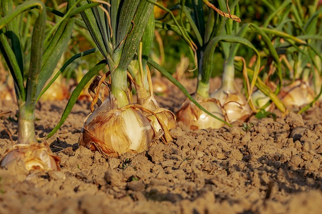 La teigne du poireau peut également s'en prendre aux bulbes comme les oignons, l'ail, les échalotes .... Les alliacées sont d'une façon générale la cible de la teigne