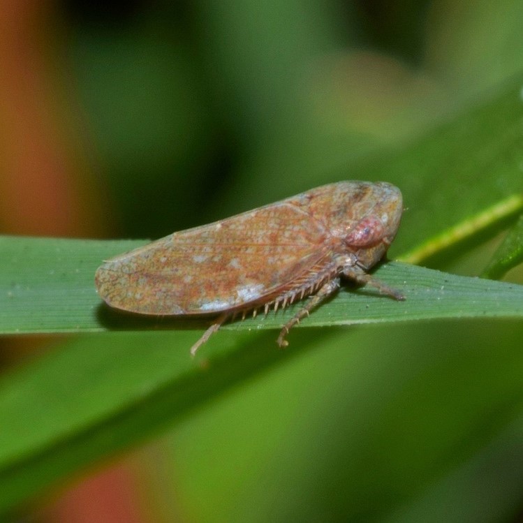 Rarement en surnombre, la cicadelle n'est pas le pire des ravageurs au jardin