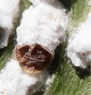 La cochenille pulvinaire de l'hortensia peut faire des dégâts sur les feuilles de nombreuses espèces ligneuses