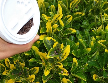 Répartissez les chrysopes directement avec le flacon applicateur Le substrat est biodégradable et vous pouvez donc verser l'intégralité du flacon dans vos plantes