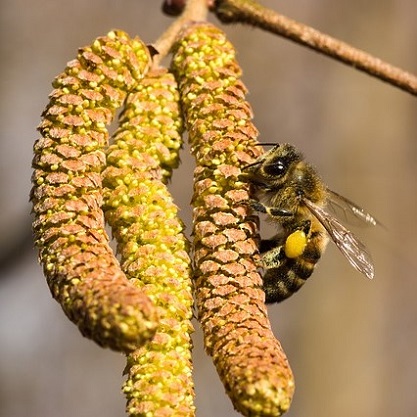 Le noisetier est l'une des premières plantes à fleurir à la sortie de l'hiver et est donc très utile pour les chrysopes Les haies qui disposeront d'une floraison étalée seront très convoitées par les chrysopes