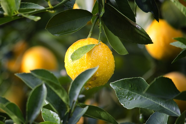 Les citronniers sont souvent victimes des cochenilles farineuses