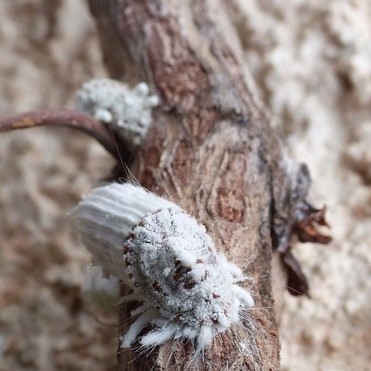La cochenille australienne a une forme caractéristique de cannelé