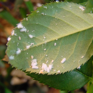 Les cochenilles farineuses sont rencontrées sur de nombreuses plantes Les cochenilles farineuses ressemblent à des petites boules de coton