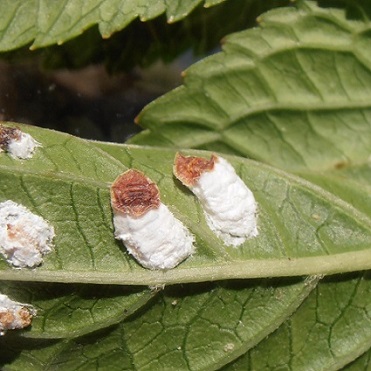 Cochenilles pulvinaires sur feuille d'hortensia