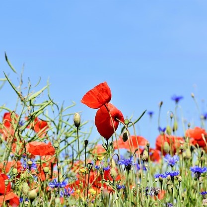 Sources importantes en pollen et en nectar, les jachères fleuries sont les meilleurs alliées des chrysopes