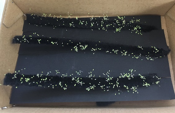 Les oeufs de chrysopes vertes sont déposés sur des filaments. Vous pouvez les découper et les placer au plus près des foyers de cochenilles farineuses