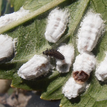 Les larves d'Exochomus quadripustulatus se nourrissent de cochenilles pulvinaires de l'hortensia