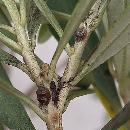 Une cochenille à carapace très commune : la cochenille noire de l'olivier.