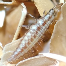 Les larves de chrysopes permettent de se débarrasser des cochenilles farineuses.