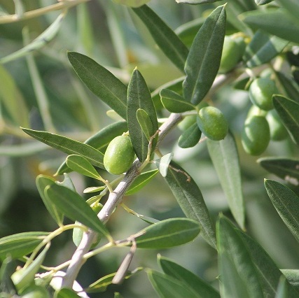 Saissetia oleae, également appelée cochenille tortue infeste les oliviers.