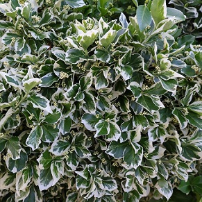 Des bâtonnets blancs et cireux sous les feuilles de fusain sont caractéristiques d'une attaque de cochenilles pulvianires.