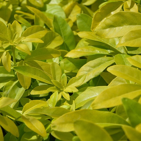 Le pittosporum est une plante sensible à la cochenille pulvinaire du houx.