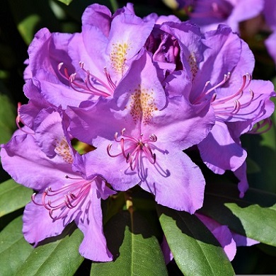 Le rhododendron est une plante sensible à la cochenille pulvinaire du houx.