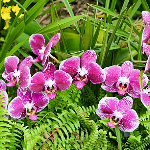 La cochenille tortue des serres s'attaquent fréquemment aux orchidées.