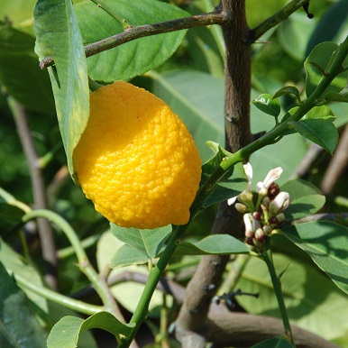 la cochenille farineuse des agrumes colonisent aussi bien les citronniers que les orangers et pamplemoussiers.
