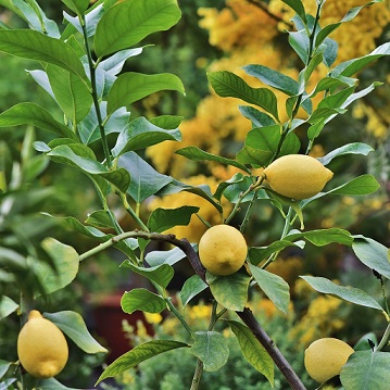 Luttez contre les cochenilles australiennes sur citronnier grâce à la coccinelle rodolia cardinalis.