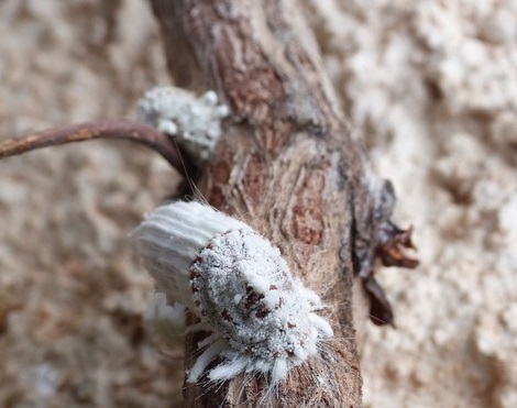 Il est possible de lutter contre la cochenille australienne Icerya purchasi avec ce traitement d'hiver