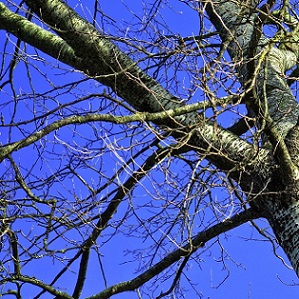 Appliquez le traitement d'hiver biologique sur les troncs et les charpentières des fruitiers