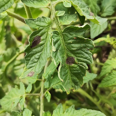 Des symptômes de mildiou sur feuilles de tomates