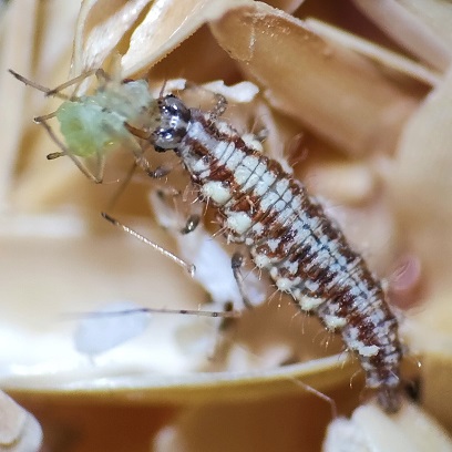 Une larve de chrysope mangeant un puceron