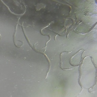 Le nématode SF élimine les larves et les nymphes de la plupart des espèces de thrips