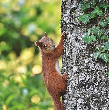 En présence écureuils, de loirs ou de lérots, n'appliquez pas de glu arboricole