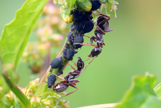 Les fourmis élèvent les pucerons pour leur miellat