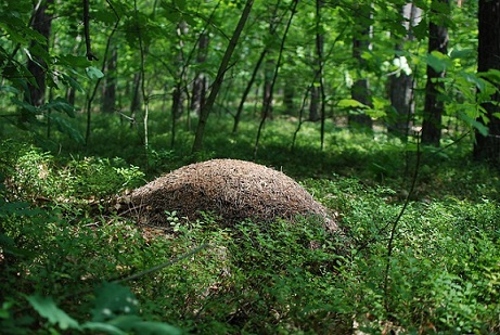 La fourmi rousse des bois construit des nids en forme de dôme