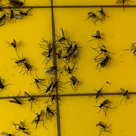 Pour tuer les mouches de terreau adultes, les pièges jaunes sont redoutables.