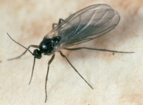 Combattez les larves de la mouche des terreaux avec des nématodes - DCM