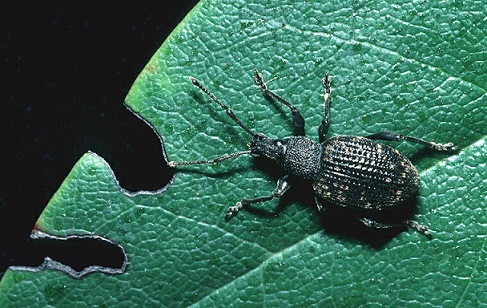 Les otiorhynques sont de petits scarabées noirs qui sortent la nuit pour se nourrir de feuilles. Elles prennent alors un aspect dentelé.