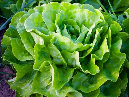 La petite hépiale s'attaque aux plantes potagères telles que la salade