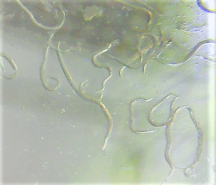 Les nématodes Hb sont des auxiliaires de lutte biologique redoutables contre les larves de la petite hépiale.