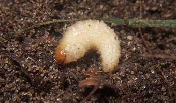 La larve de l'otiorhynque n'a pas de pattes