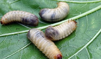 Les larves de cétoines ont un gros abdomen et de toutes petites pattes.