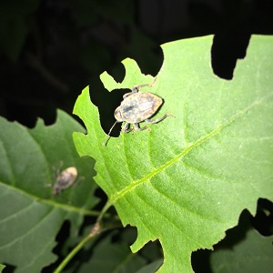 Des adultes othiorynques sur des feuilles durant la nuit