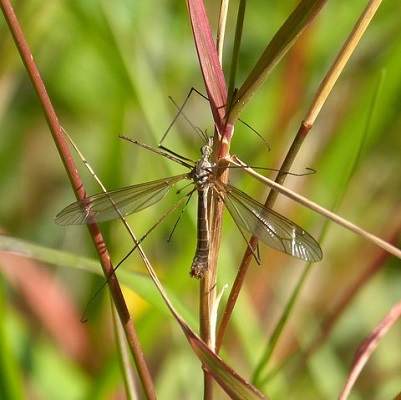 L'ovipositeur en forme de pointe au bout de l'abdomen des tipules potagères n'est pas présent chez le mâle Contrairement à la femelle, le mâle de la tipule potagère ne dispose pas d'un ovipositeur en forme de pointe au bout de son abdomen