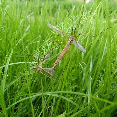Accouplement de tipules des marais La tipule des prairie est aussi connue sous le nom de tipule des marais