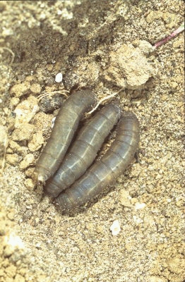 Les racines des plantes potagères et du gazon sont des cibles privilégiées pour les larves de tipules Les larves de tipules s'attaquent aux racines des plantes potagères et du gazon