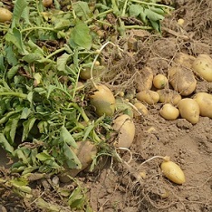 L'arrachage des pommes de terre
