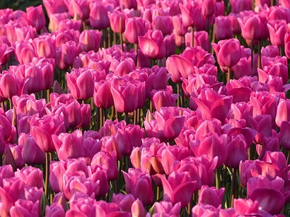 Des tulipes dont le bulbe a été trempé dans du chitosan