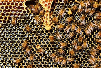 Les abeilles ayant ingéré du chitosan sont plus résistantes aux maladies fongiques