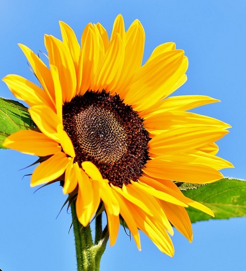 La lécithine peut également être issue du tournesol Les graines du tournesol contiennent également beaucoup de lécithine
