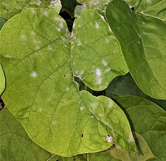 Les tâches blanches de l'oïdium sont très visibles sur ces feuilles de catalpa Oïdium sur catalpa