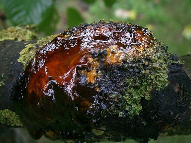 Gommose produite par un arbre attaqué par le chancre bactérien