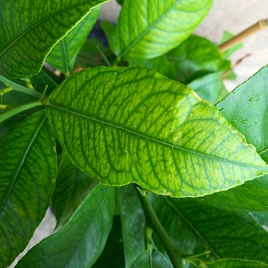Une carence en fer sur feuilles de citronier