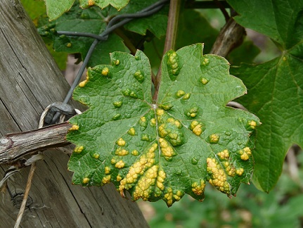L'érinose est causée par un acarien et se traduit par des cloques sur les feuilles Gales de phytopes sur feuille de vigne